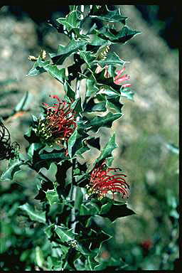 APII jpeg image of Grevillea infecunda  © contact APII