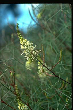 APII jpeg image of Grevillea intricata  © contact APII