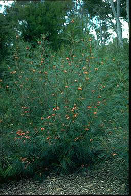 APII jpeg image of Grevillea johnsonii  © contact APII