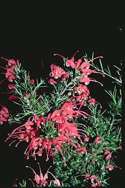 APII jpeg image of Grevillea lavandulacea  © contact APII