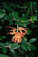 Grevillea miqueliana - click for larger image