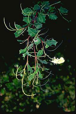 APII jpeg image of Grevillea monticola  © contact APII