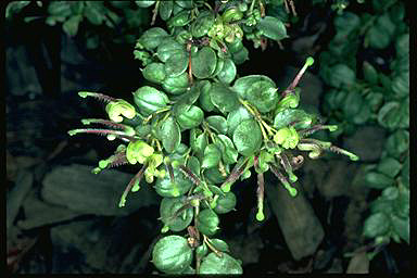 APII jpeg image of Grevillea mucronulata  © contact APII