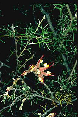 APII jpeg image of Grevillea newbeyi  © contact APII