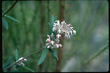 APII jpeg image of Grevillea occidentalis  © contact APII
