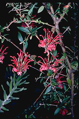 APII jpeg image of Grevillea oldei  © contact APII