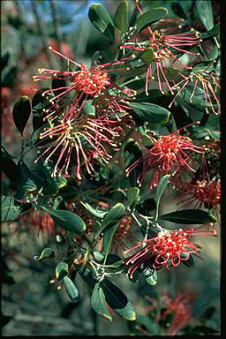 APII jpeg image of Grevillea olivacea  © contact APII