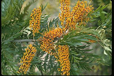 APII jpeg image of Grevillea robusta  © contact APII