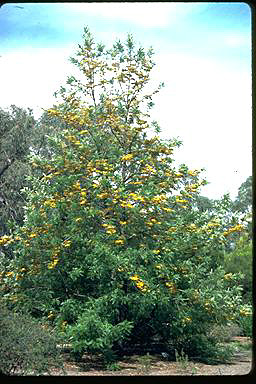 APII jpeg image of Grevillea robusta  © contact APII