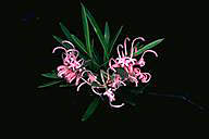 Grevillea sericea - click for larger image