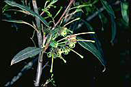 Grevillea shiressii - click for larger image