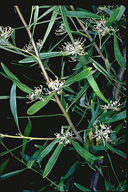 APII jpeg image of Grevillea variifolia  © contact APII