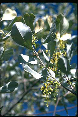 APII jpeg image of Grevillea velutinalla  © contact APII