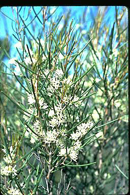 APII jpeg image of Hakea newbeyana  © contact APII