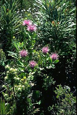 APII jpeg image of Isopogon latifolius  © contact APII