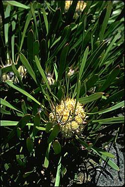 APII jpeg image of Isopogon polycephalus  © contact APII