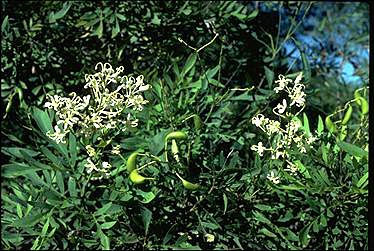 APII jpeg image of Lomatia silaifolia  © contact APII
