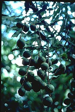 APII jpeg image of Macadamia tetraphylla  © contact APII