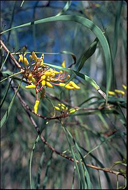 APII jpeg image of Persoonia falcata  © contact APII