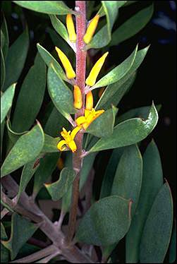 APII jpeg image of Persoonia lanceolata  © contact APII
