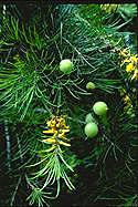 Persoonia pinifolia - click for larger image