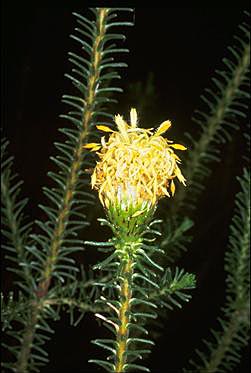 APII jpeg image of Petrophile ericifolia  © contact APII