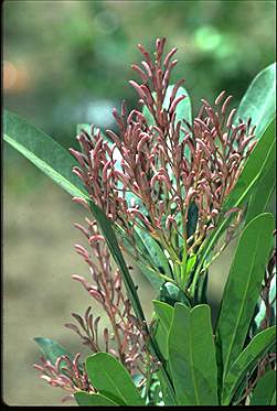 APII jpeg image of Placospermum coriaceum  © contact APII