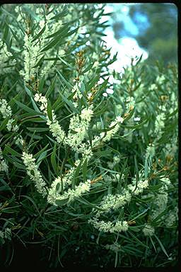 APII jpeg image of Hakea dactyloides  © contact APII