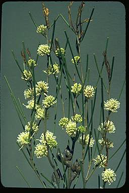 APII jpeg image of Hakea meisneriana  © contact APII