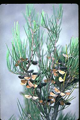 APII jpeg image of Hakea microcarpa  © contact APII