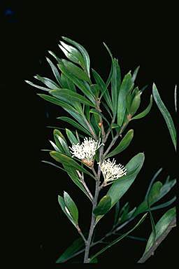 APII jpeg image of Hakea oleifolia  © contact APII