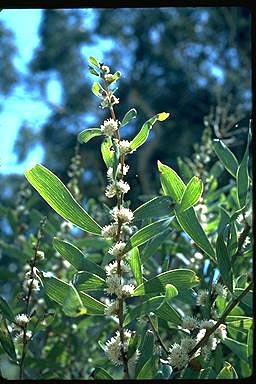 APII jpeg image of Hakea plurinervia  © contact APII