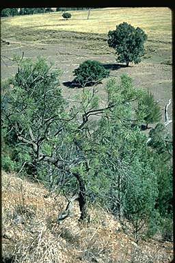 APII jpeg image of Hakea pulvinifera  © contact APII