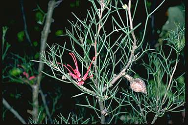 APII jpeg image of Hakea purpurea  © contact APII