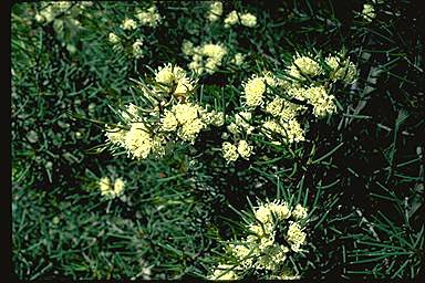 APII jpeg image of Hakea rugosa  © contact APII