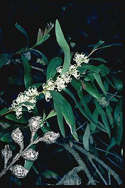 APII jpeg image of Hakea salicifolia  © contact APII