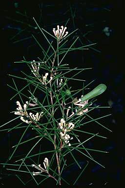 APII jpeg image of Hakea trifurcata  © contact APII