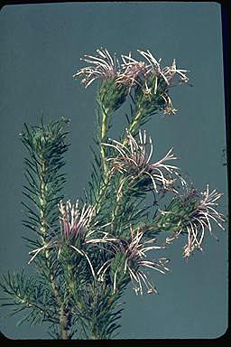 APII jpeg image of Isopogon adenanthoides  © contact APII