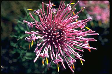 APII jpeg image of Isopogon formosus  © contact APII