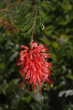 APII jpeg image of Grevillea 'Ellendale'  © contact APII