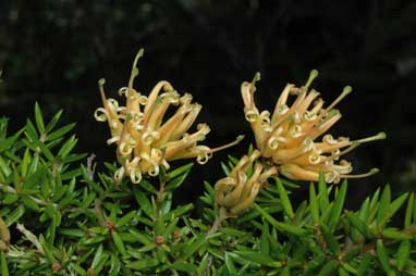 APII jpeg image of Grevillea 'Prostrate Gold'  © contact APII