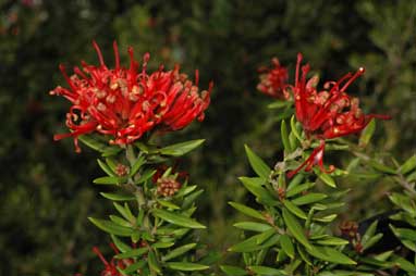 APII jpeg image of Grevillea 'New Blood'  © contact APII