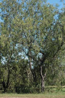 APII jpeg image of Acacia salicina  © contact APII