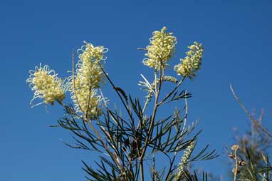 APII jpeg image of Grevillea 'Moonlight'  © contact APII