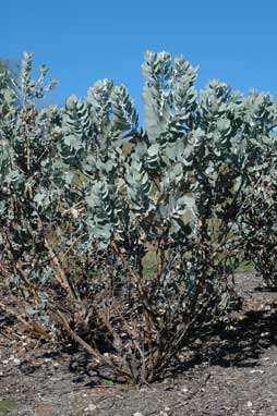 APII jpeg image of Eucalyptus pleurocarpa  © contact APII