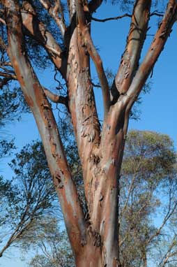 APII jpeg image of Eucalyptus spathulata subsp. spathulata  © contact APII