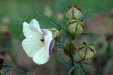 APII jpeg image of Hibiscus tridactylites  © contact APII