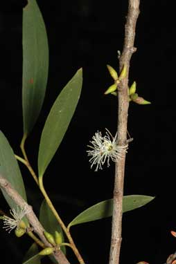 APII jpeg image of Eucalyptus moorei subsp. moorei  © contact APII