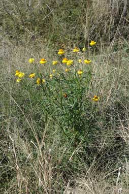 APII jpeg image of Xerochrysum bracteatum  © contact APII