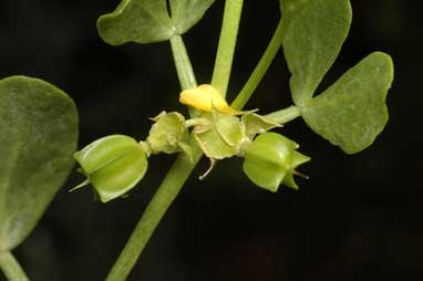 APII jpeg image of Zygophyllum apiculatum  © contact APII